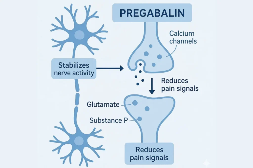 Diagram showing how pregabalin stabilizes nerve activity and reduces pain signals
