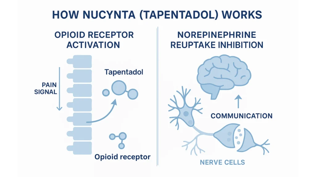 How Nucynta (Tapentadol) works – opioid receptor activation and norepinephrine reuptake inhibition